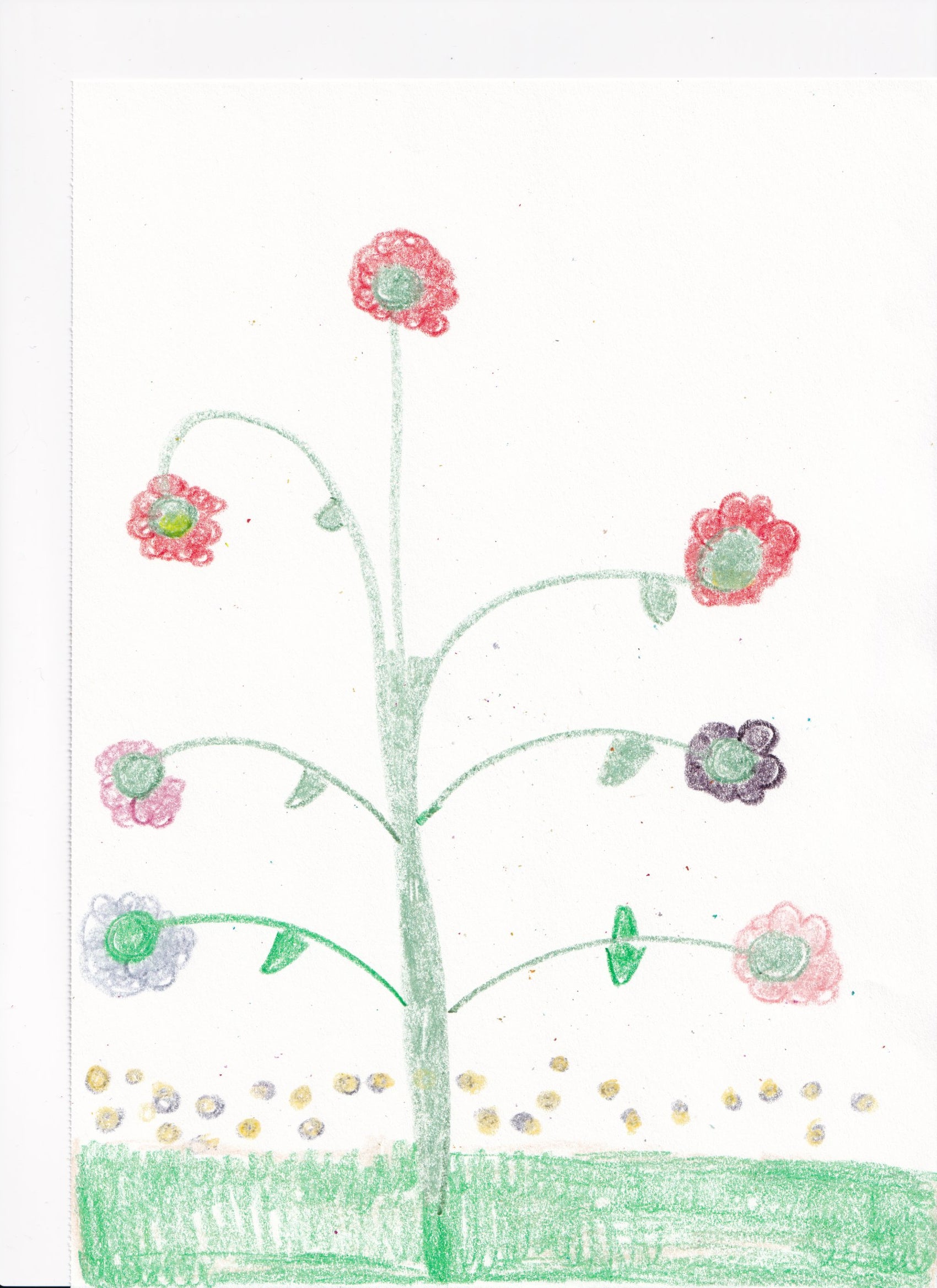 Crayon Drawing – Flowers & Grass